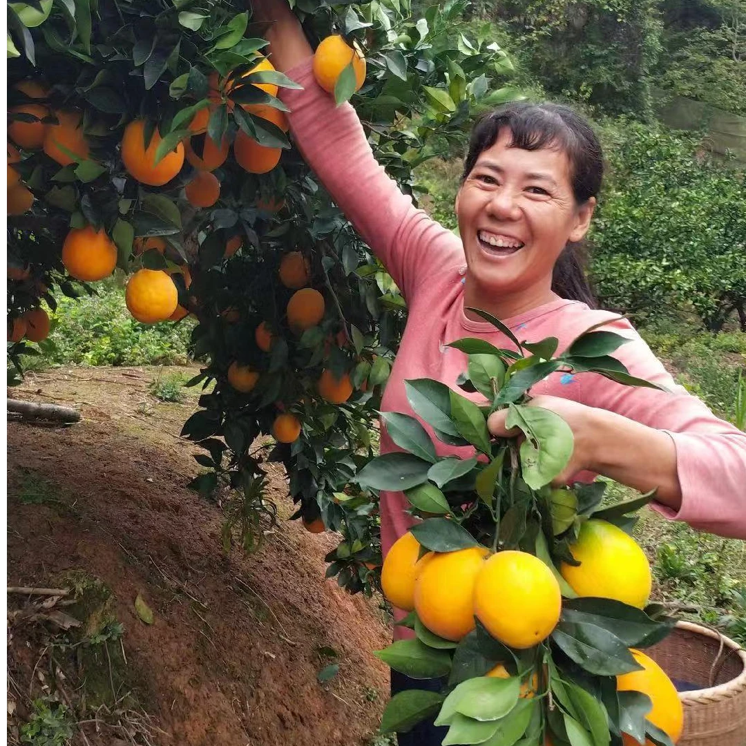 正宗赣南脐橙原产地江西脐橙自家果园现摘先发果园直发应季水果