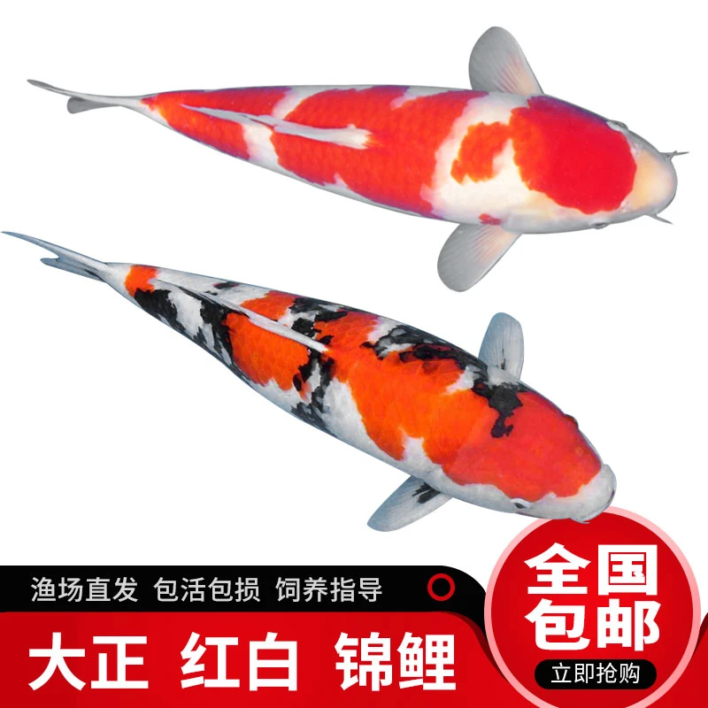 淡水冷水鱼纯种黄金红白三色锦北方金鱼金鱼金鱼观赏鱼小金鱼