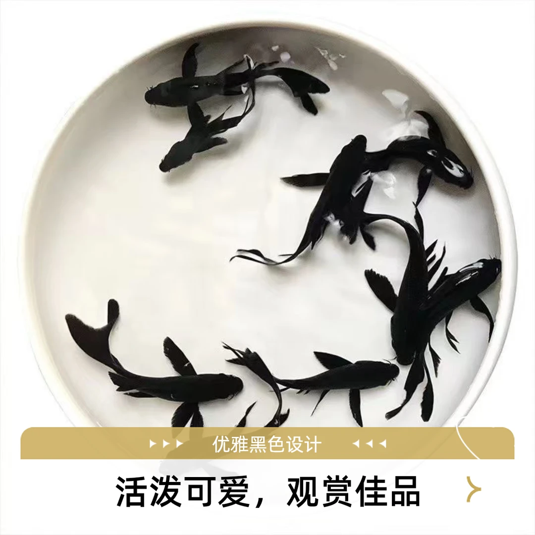 黑草金冷水观赏鱼耐活好养小型鱼活体包邮