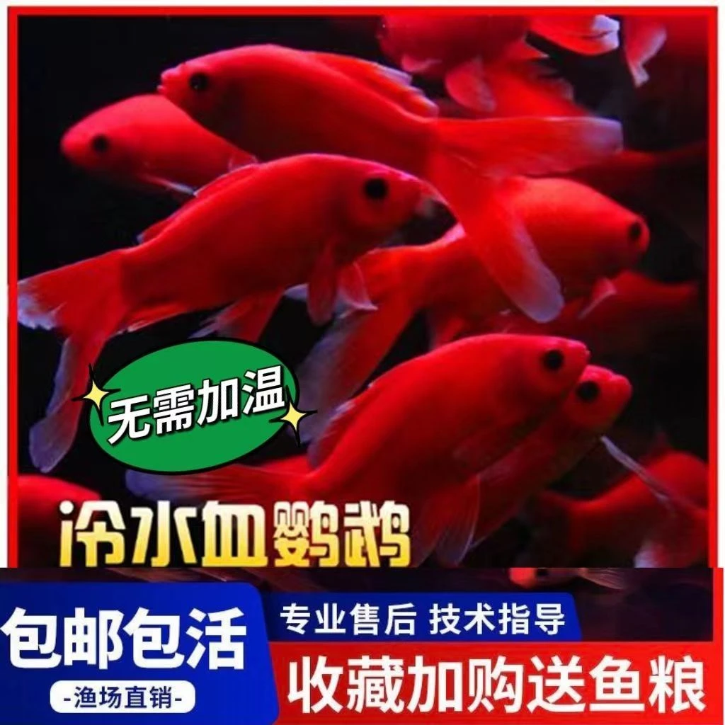 冷水鱼鹦鹉鱼淡水活鱼水族兰寿金鱼观赏鱼冷水鹦鹉鱼顶红包邮