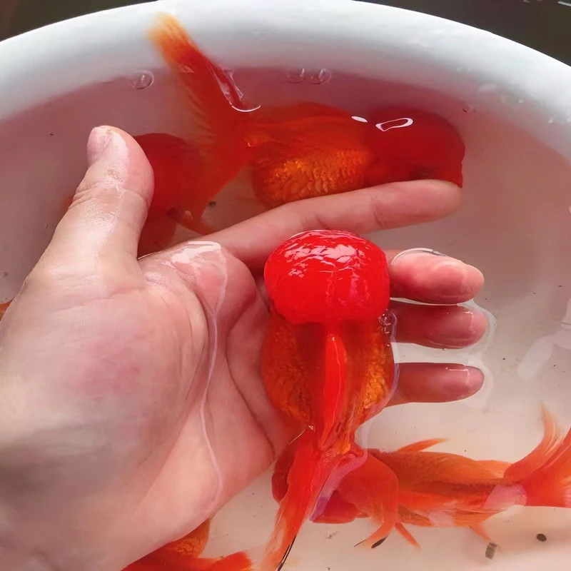 冷水观赏鱼金鱼鱼苗国狮红狮子头好养易活鱼混养招财小型鱼淡水鱼