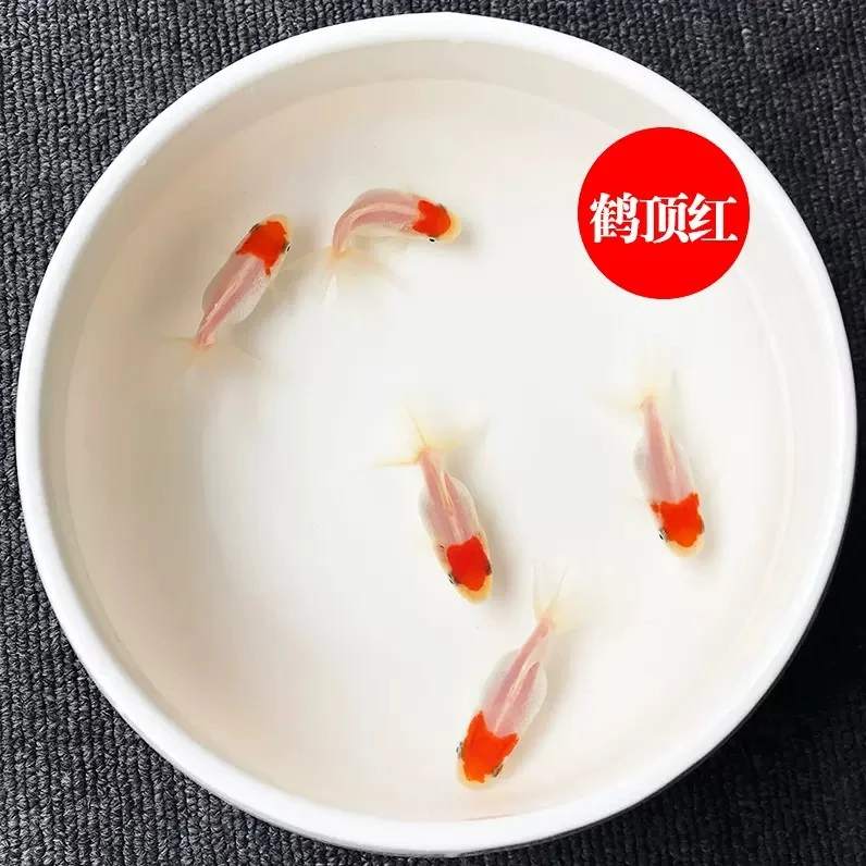 小金鱼观赏鱼好养顶红鸿运当头招财鱼冷水观赏鱼鱼苗小鱼观赏鱼