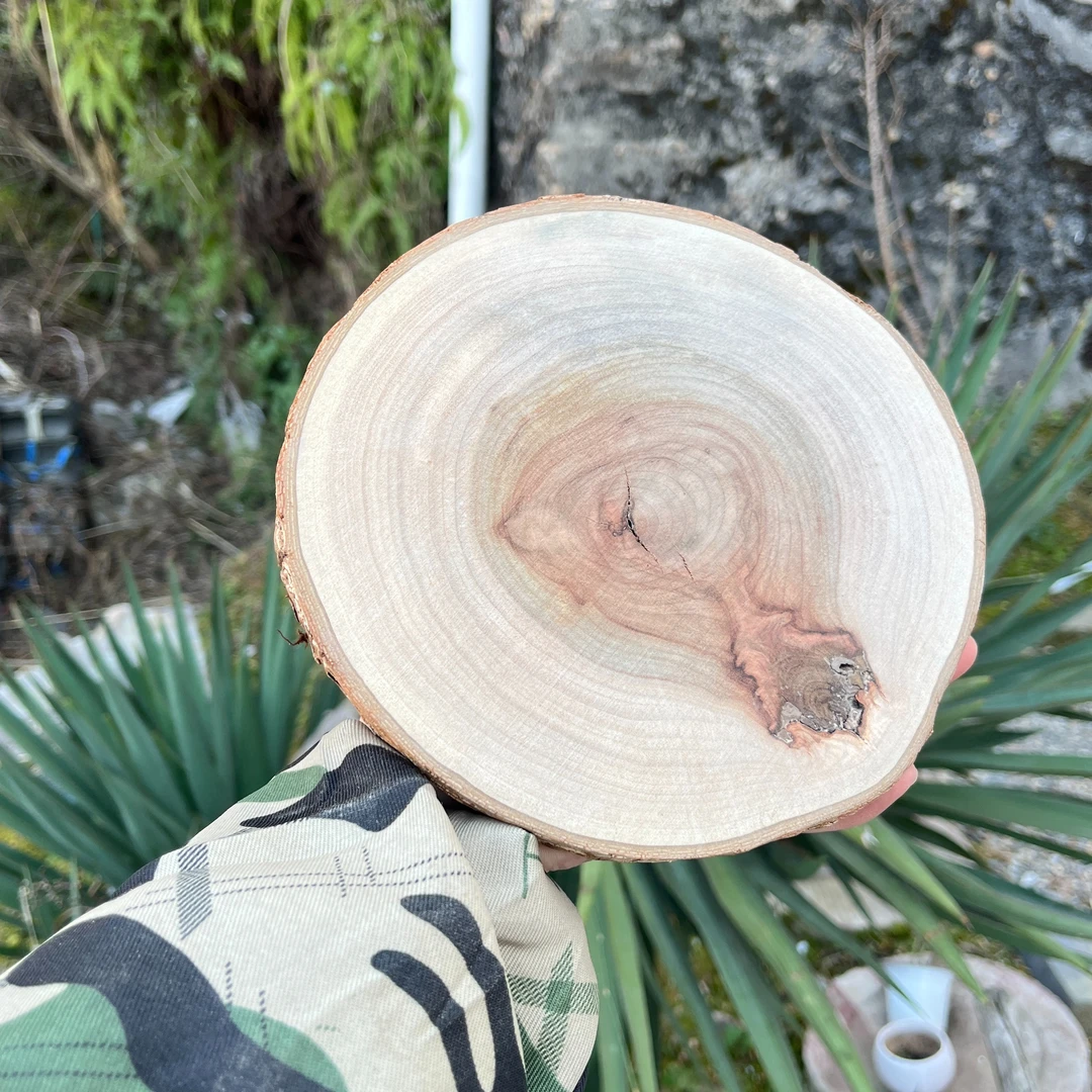 小叶樟壶承,奇石底座,小号原木(16-18cm)左右/广告