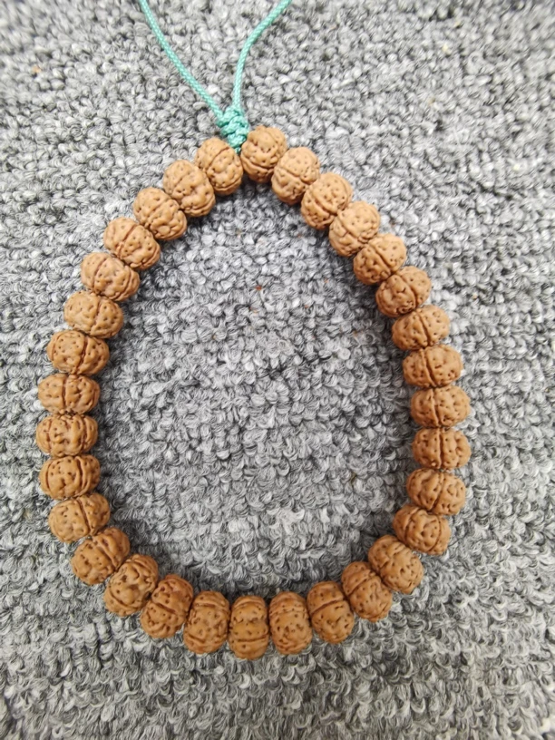 勿里达老树王 单圈