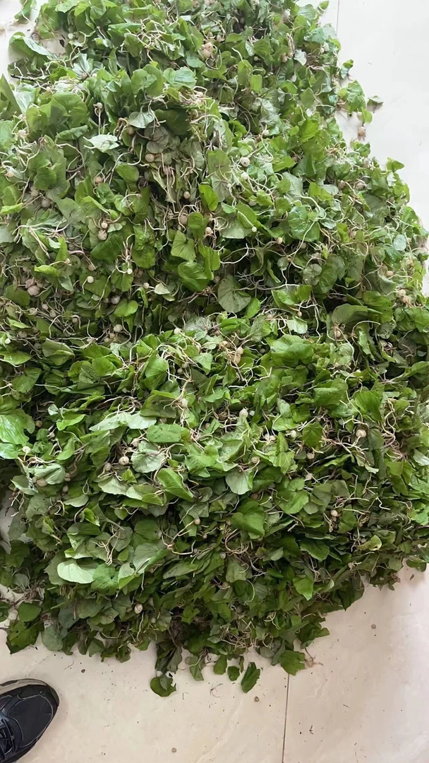 野生青天葵 新鲜货青天葵天葵菜500克农产品