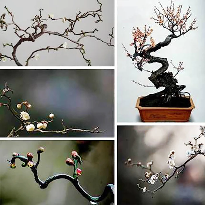 龙游梅花盆景花卉室内阳台盆栽梅花苗红梅绿梅腊梅树桩绿植养护
