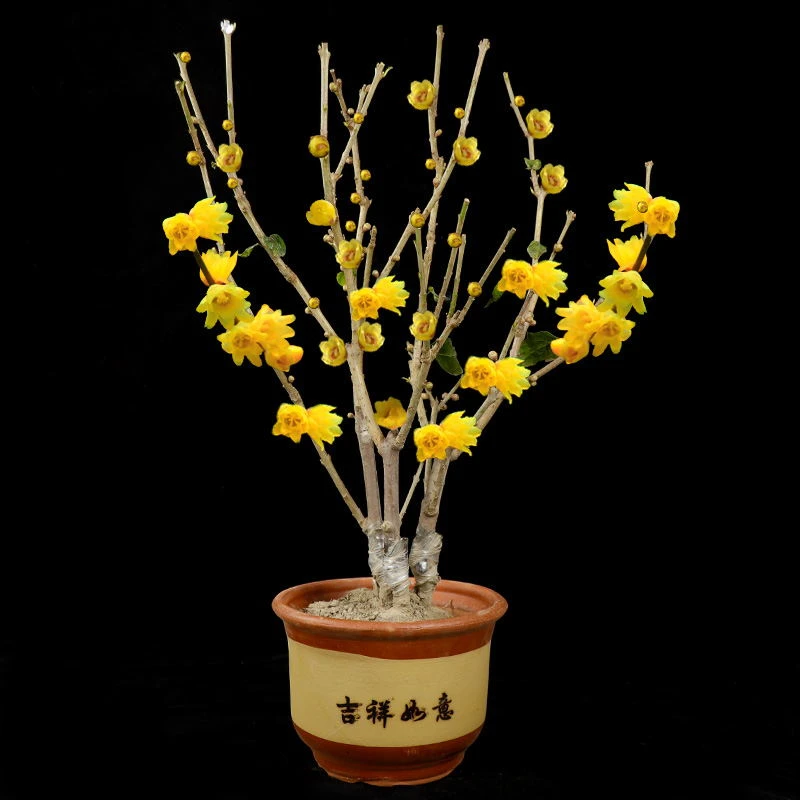 素心腊梅花桩老桩盆栽室内盆景客厅盆栽花卉绿植盆栽室内盆栽植物