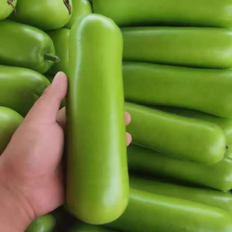 顺丰包邮 上海崇明 夜开花  瓠子5斤 现摘先发  上海本地 5斤装