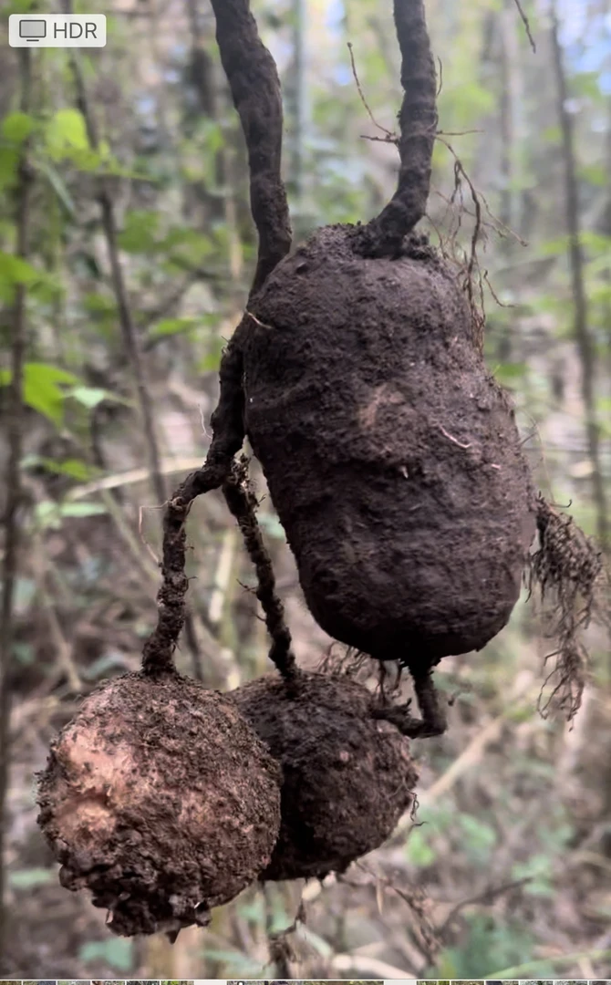 野生三叶青500克