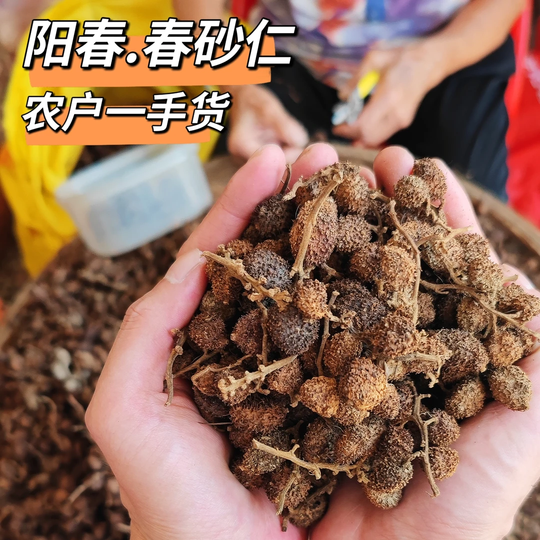 广东阳春砂仁道地选材正宗精选春砂仁干果百合砂仁煲汤蒸肉蒸排骨