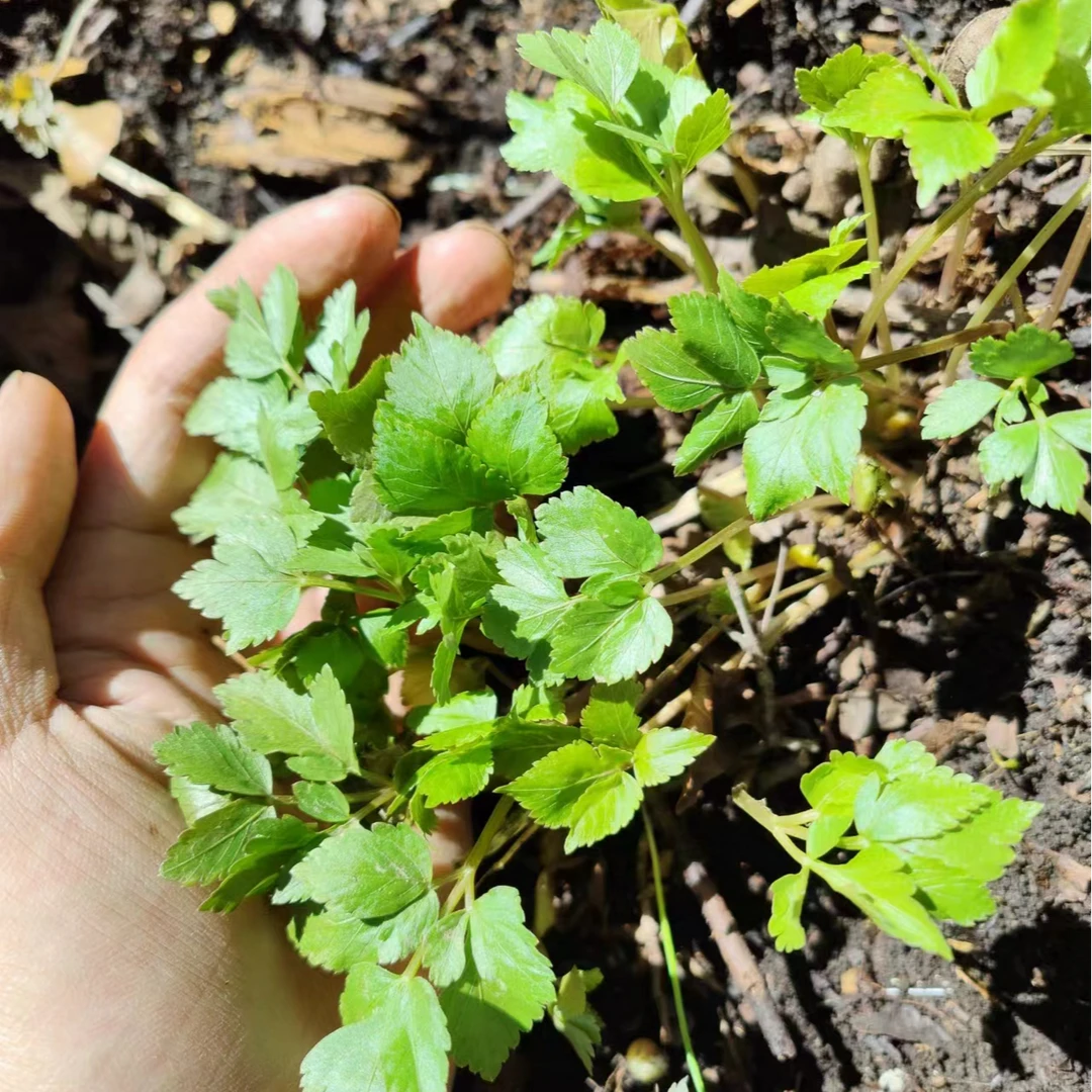 （顺丰发货）东北野生大叶芹（新鲜发货 烂了坏了包赔）