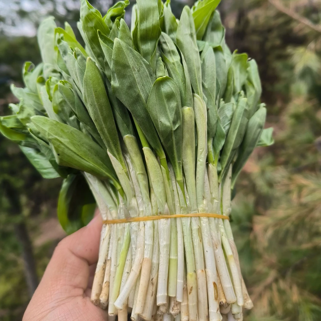 东北野生山糜子菜（顺丰新鲜发货）