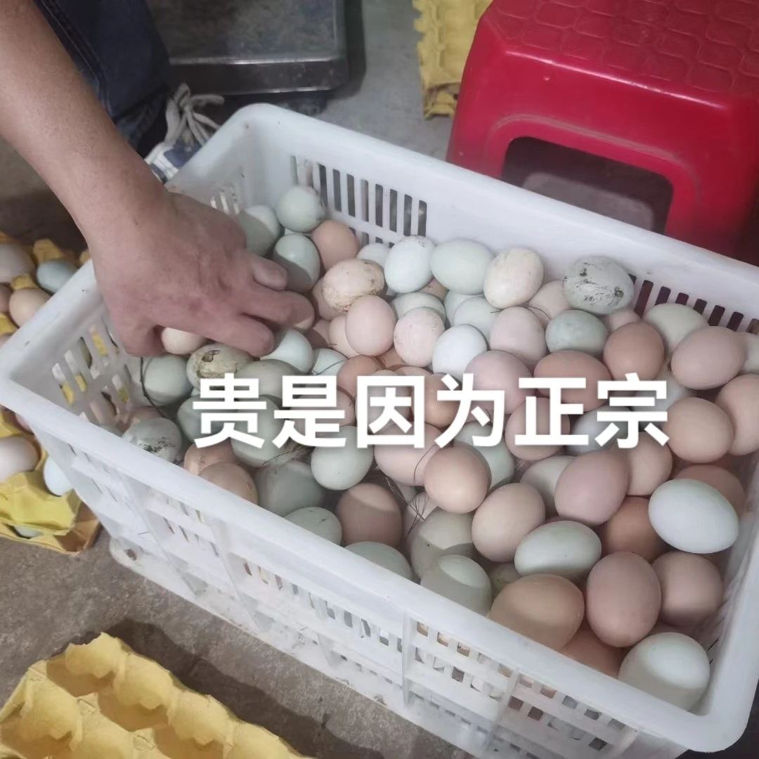 50枚60枚100枚山林散养月子土鸡蛋/乌鸡蛋/当天现捡现发/顺丰包邮