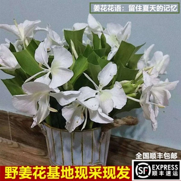 正品白姜花 台湾野姜花 鲜切花全国包邮白色蝴蝶花瓶插顺丰包邮