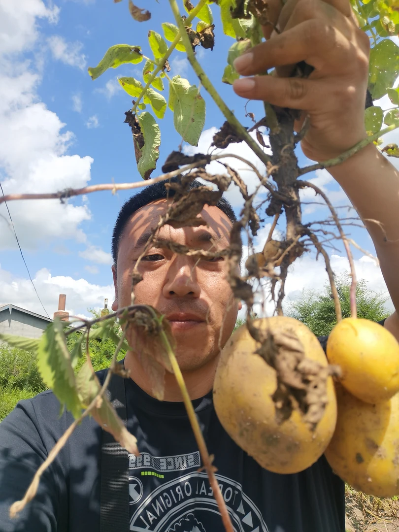 土豆 黄瓤牛筋土豆 大小自选