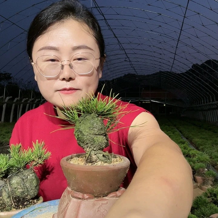 技**狗三河黑松盆景