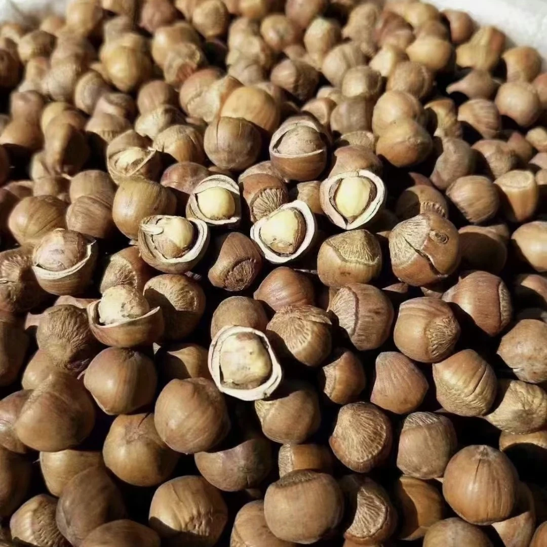 东北特产大兴安岭野生榛子