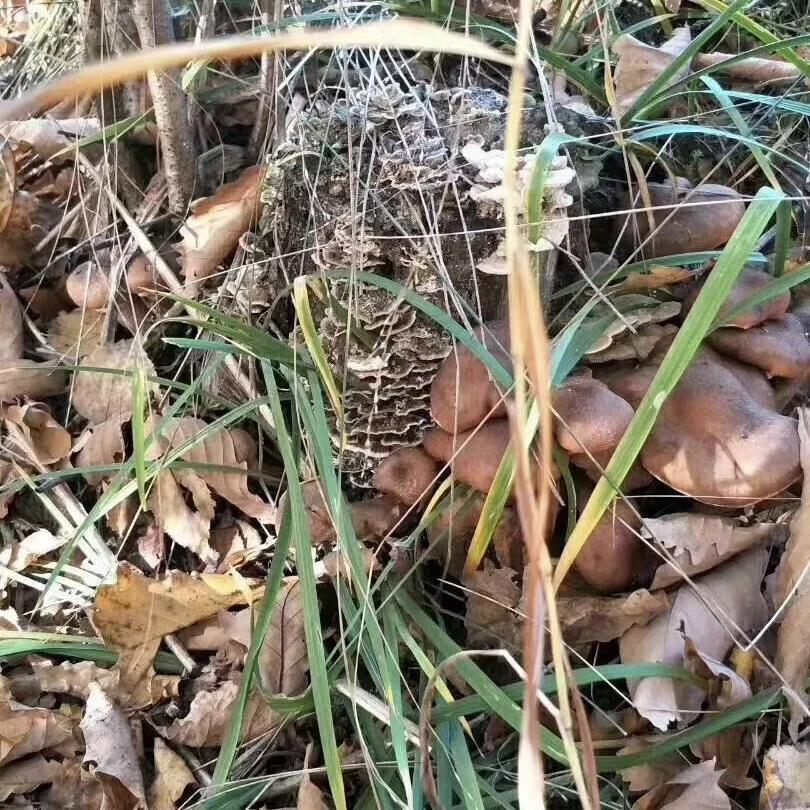 东北特产大兴安岭野生草蘑干货