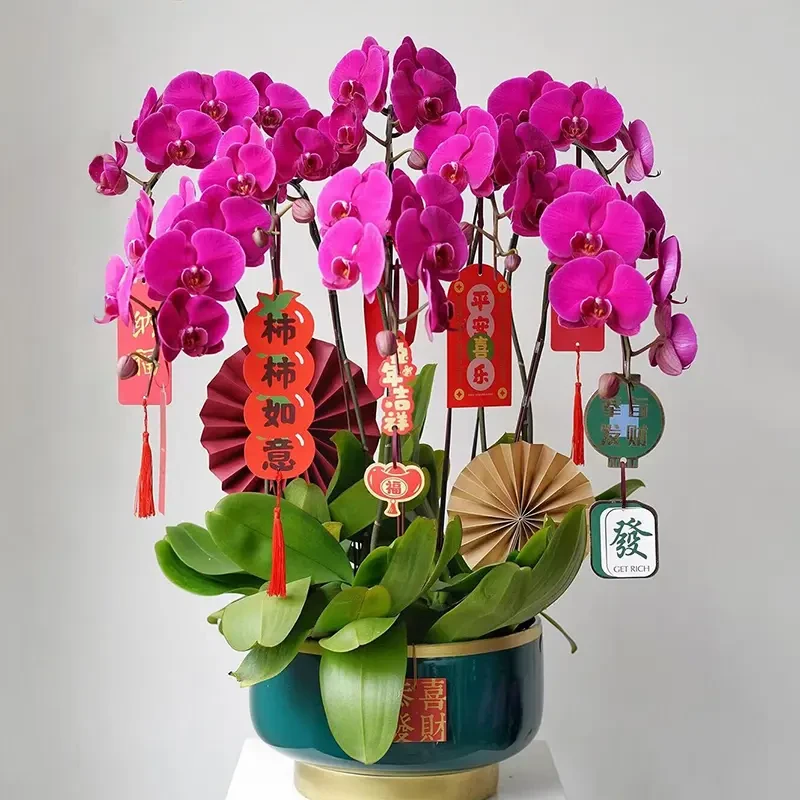 盆栽商务开业乔迁成品真花花卉鲜花速递同城广州全国配送店