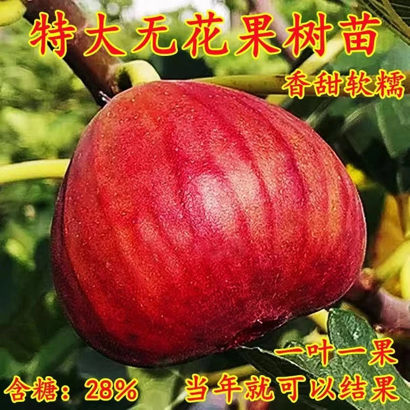 半眉无花果树苗布兰瑞克大果新品种耐寒耐旱盆栽地栽南北方种植当