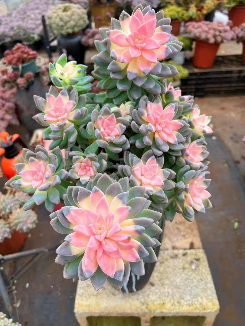 初衷 樱花锦  室内阳台庭院多肉植物 净化空气 老桩好养植物