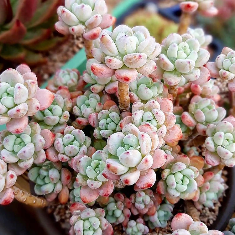 初衷   劳尔 多肉植物阳台庭院 花园植物