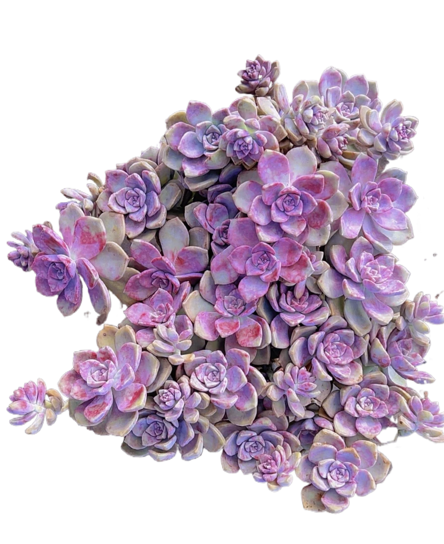 初衷老桩紫乐30公分阳台盆栽多肉植物花园阳台必备老桩好养植物