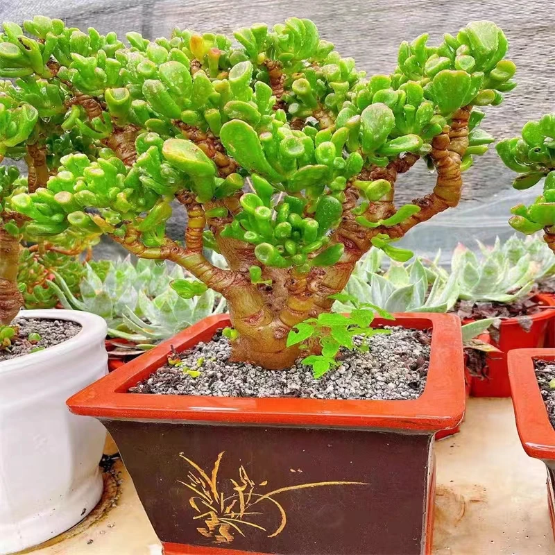 大吸财树【多肉植物】基地直发  阳台  花园 必养多肉