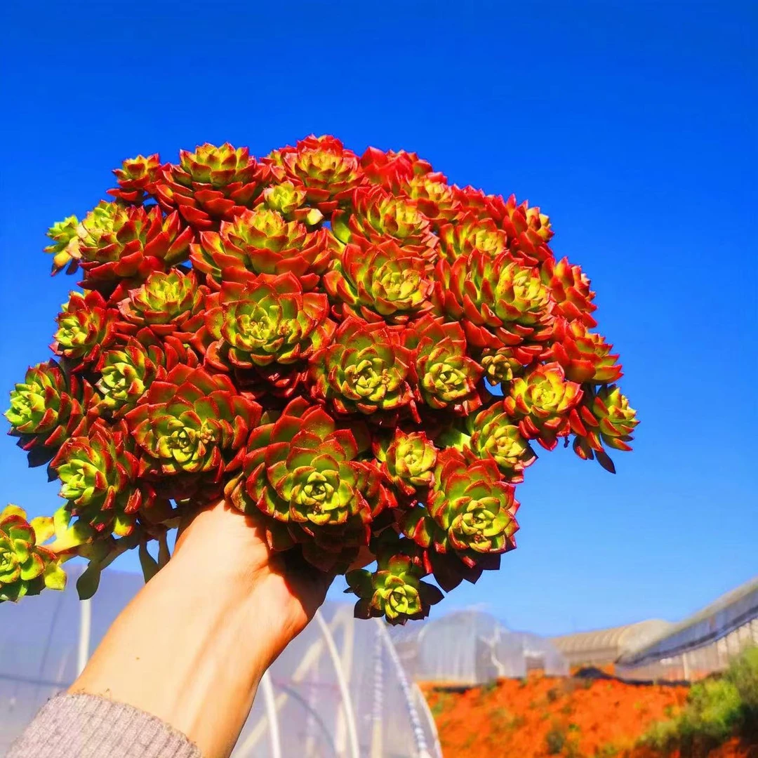 加大蒂亚  阳台 花园植物【有轻微晒斑  介意慎拍】养护组合栽种