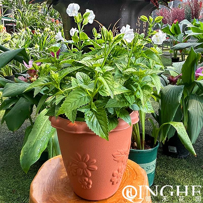箐禾夏堇盆栽花卉夏槿夏瑾蓝猪耳露天阳台庭院耐热耐晒花期长开花