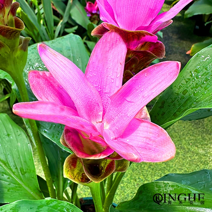 箐禾【姜荷花影子红】花卉绿植盆栽阳光庭院容易养护室外耐热耐寒