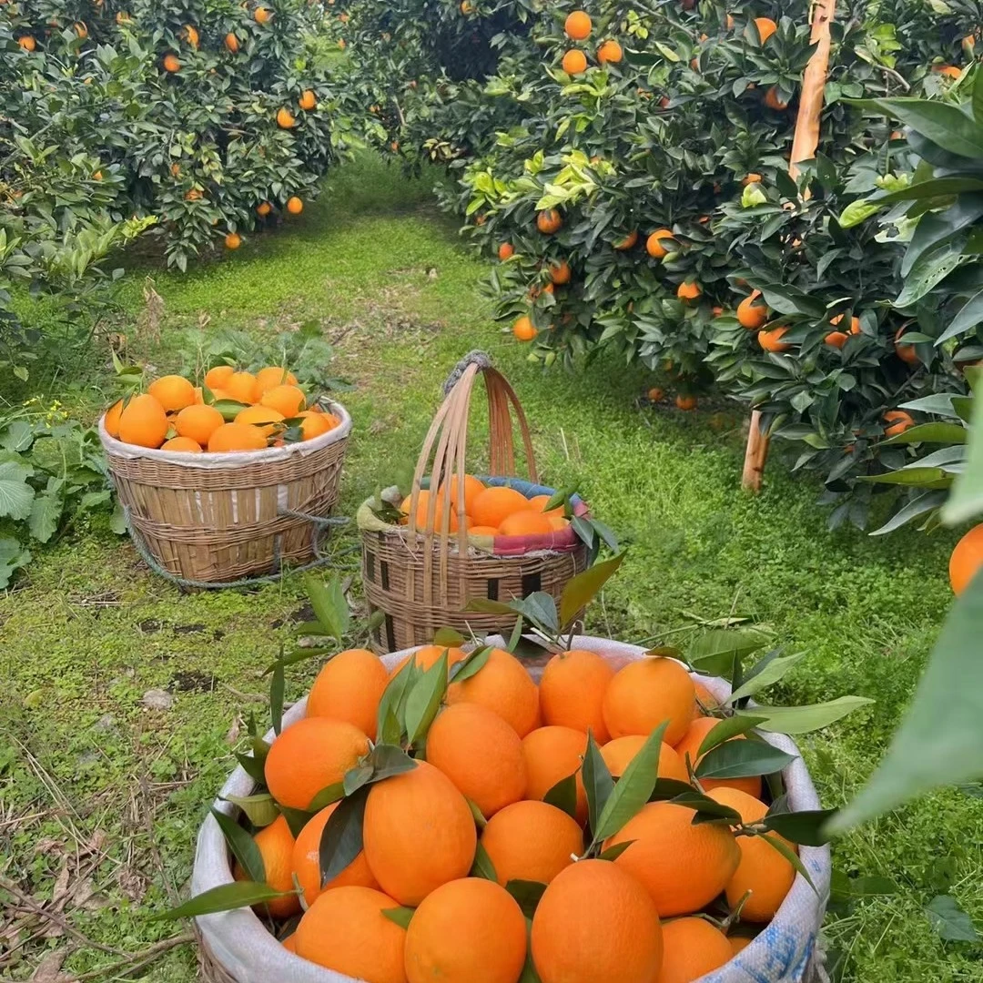 正宗奉节脐橙，顺丰包邮。果农直发