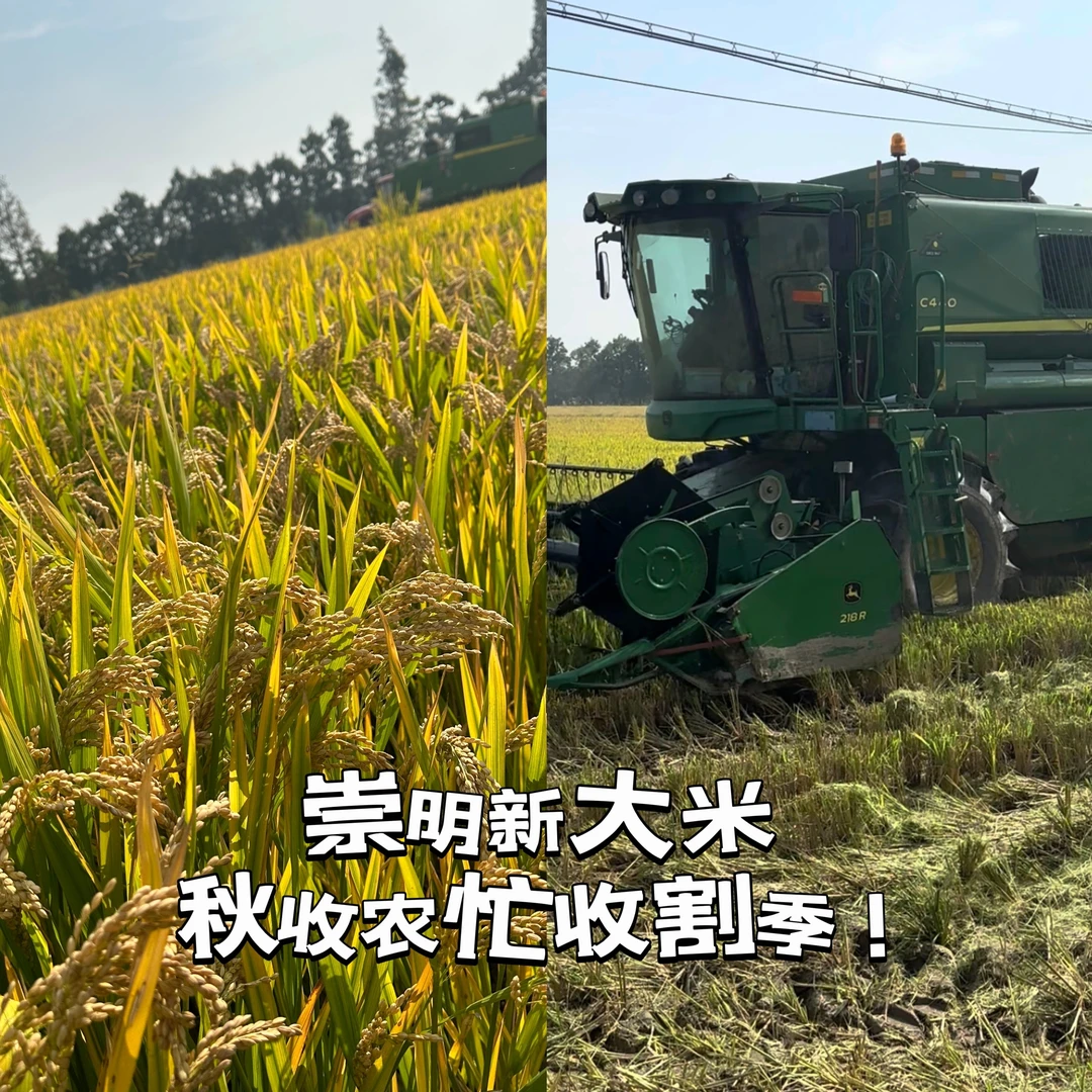 崇明新大米南粳46口感软糯香四季鲜米生态米收割