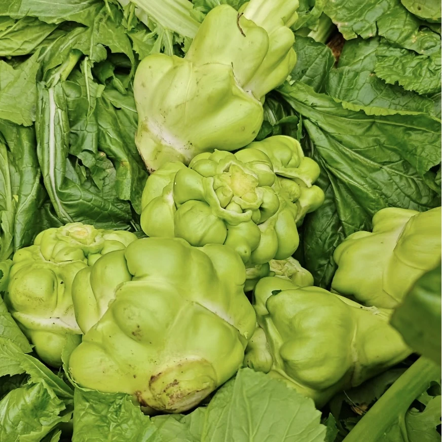 【全店满5/包免邮】榨菜种子大头菜榨菜头青菜头芥菜种籽夏秋季蔬