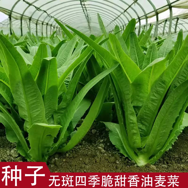【全店满5/包免邮】四季无斑甜脆油麦菜种子季节种植甜油麦菜种籽