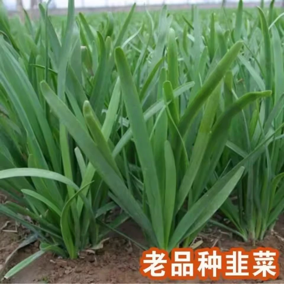 【全店满5/包免邮】韭菜种子四季庭院种子蔬菜种子