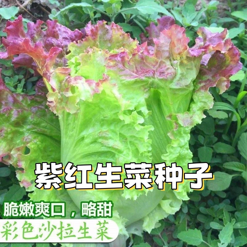 紫红生菜种子罗马紫边生菜籽沙拉生菜种子四季播蔬菜种孑阳台盆栽商品图