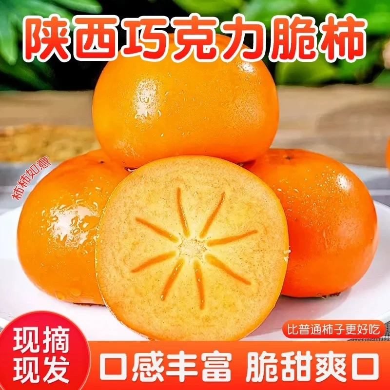 【现摘现发】陕西脆甜柿子硬柿子无核不涩口阳丰脆柿新鲜应季水果