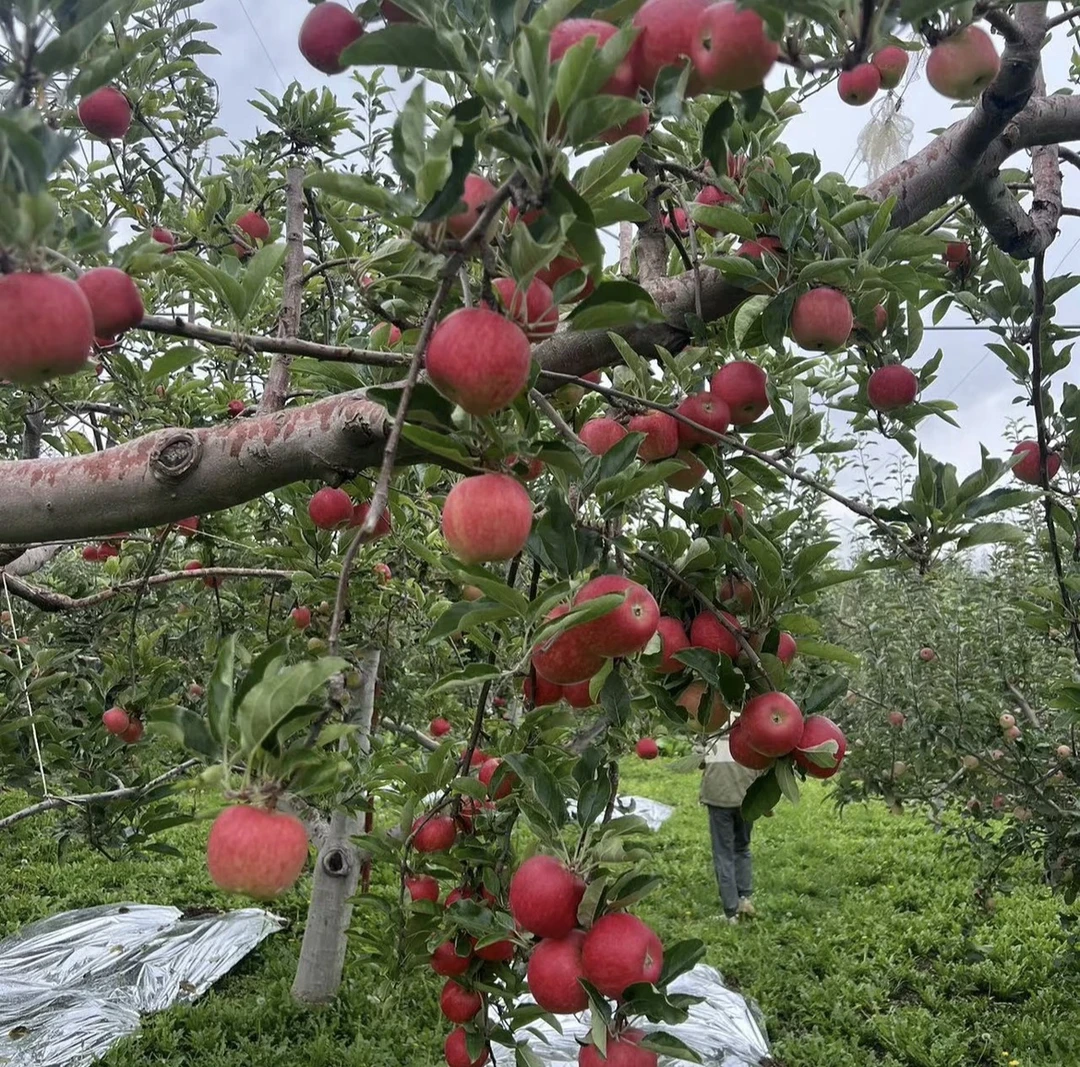 B大凉山嘎啦小苹果 脆甜多汁风味十足 果味浓郁 孕妇水果3/5/8斤