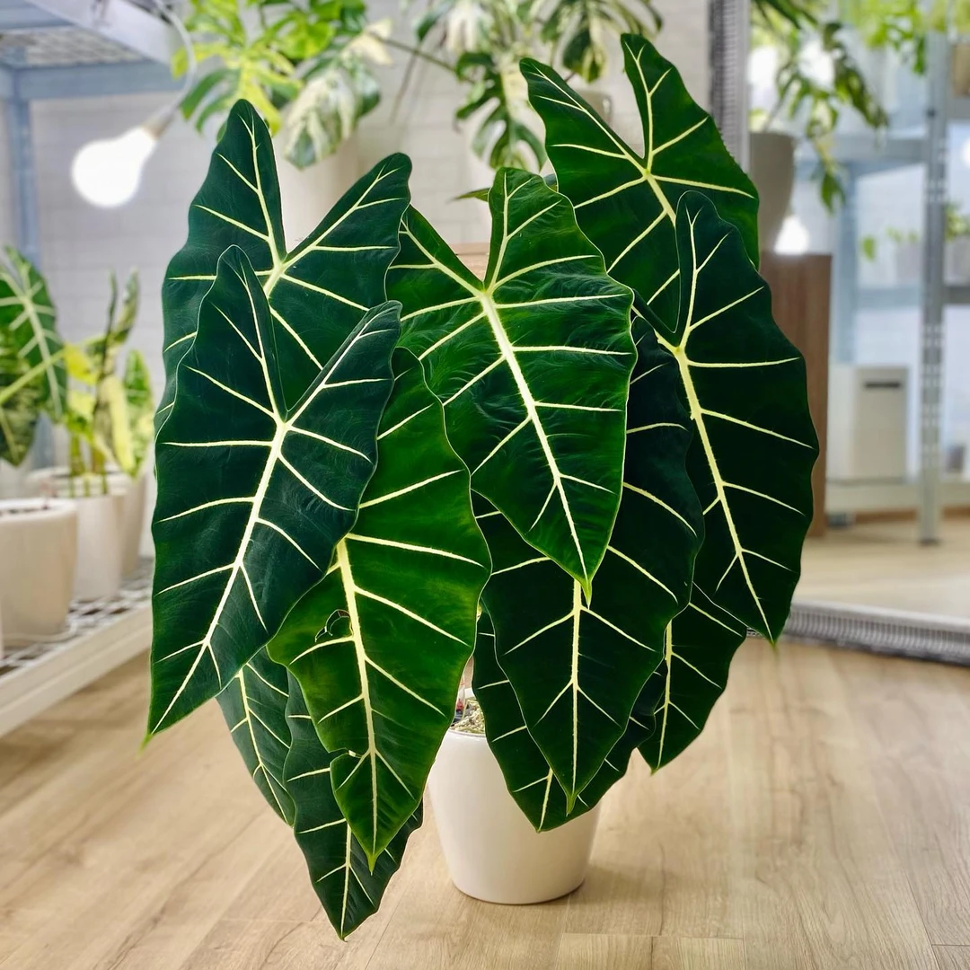 【有植依绿鹅绒】双株绿天鹅海芋观叶绿植网红天鹅绒四季好养ins风