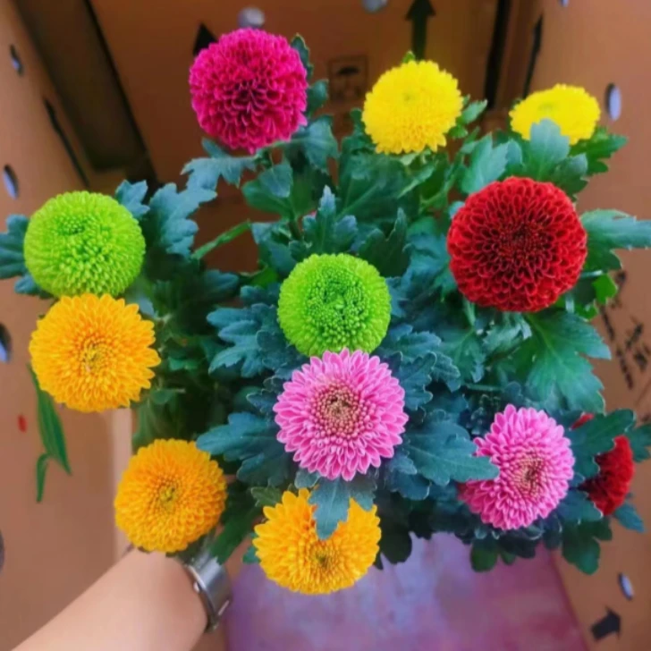 【乒乓菊】盆栽Q萌花卉（好看好养耐寒耐热）