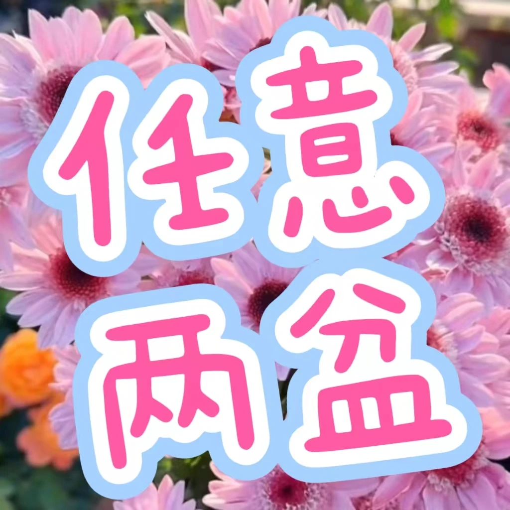 【任意荷兰菊2盆】荷兰菊重瓣泡泡草莓熊小菊