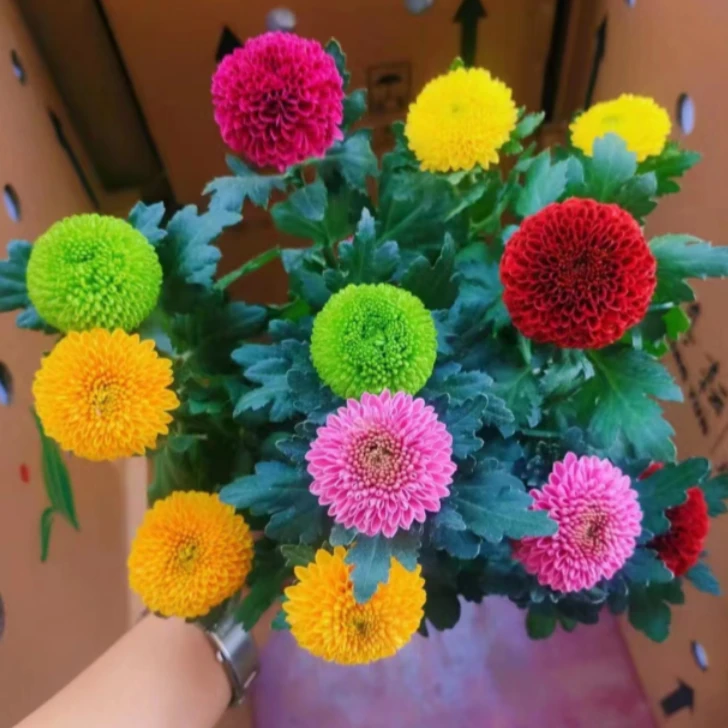 【乒乓菊】四季开花菊花好养易活室内阳台绿植花卉庭院观赏