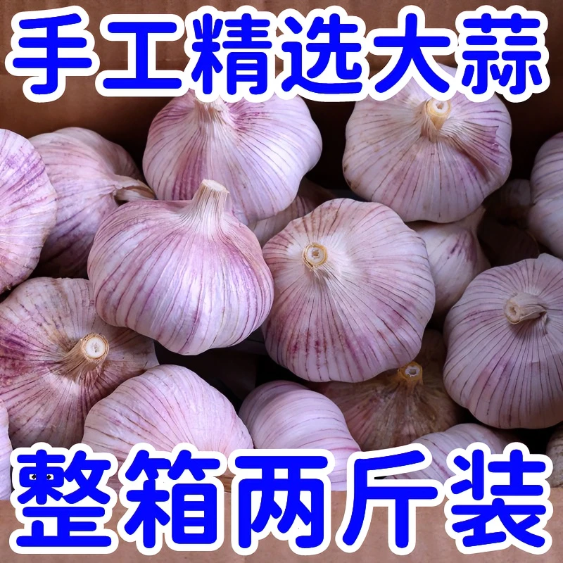 半价抢两斤】2023新货农家精选大蒜 紫白皮大蒜头整箱农家种植基地