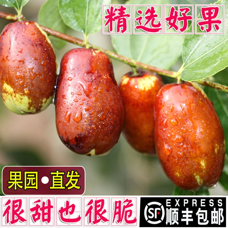 顺丰包邮宁夏灵武长枣鲜枣水果大枣枣子甜枣脆枣整箱1/3/5斤现摘