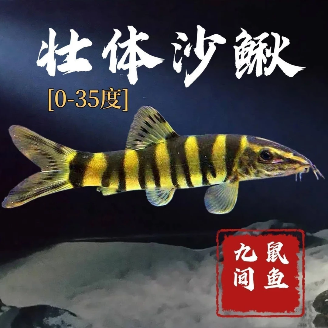 壮体沙鳅中华沙鳅漓江副鳅底层鱼观赏鱼冷水鱼吃残渣粪便清洁工具