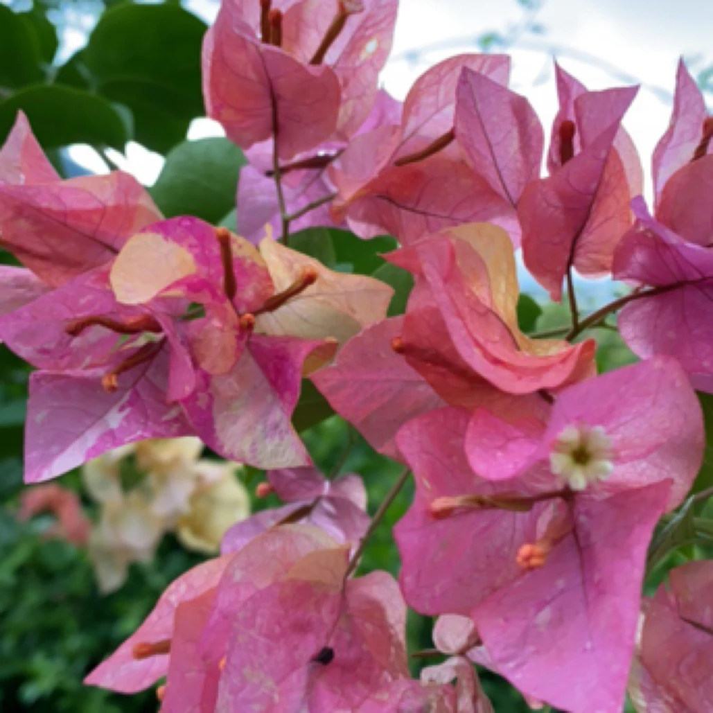 三角梅原生品种袋苗一物一拍不售后