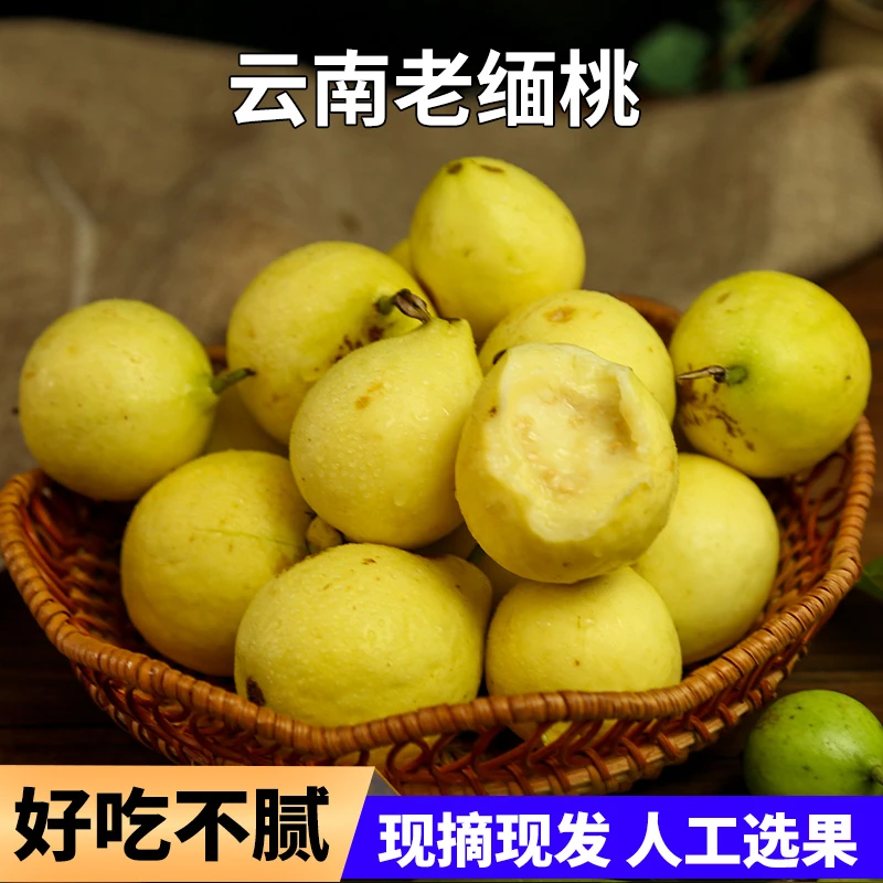 老缅桃白心芭乐番石榴老品种野生糯云南腾冲当季新鲜现摘傣族水果