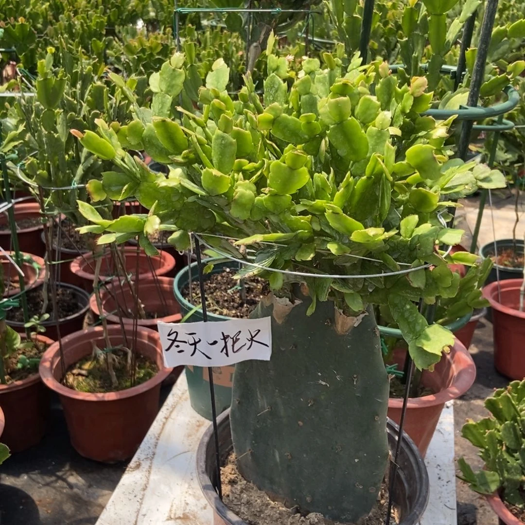 冬***火冬天一把火一物一拍