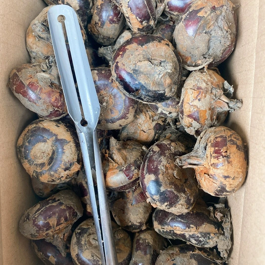 新鲜马蹄荸荠地栗现挖现发带泥发货5斤装送去皮刀【顺丰包邮】